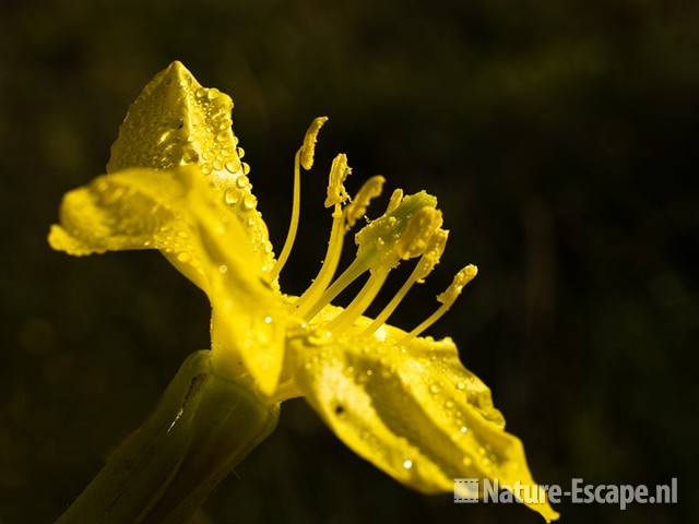 Teunisbloem NHD Castricum 4