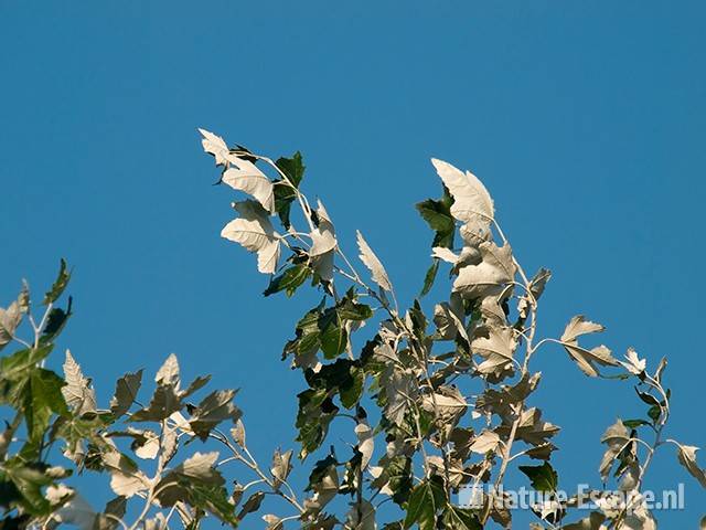 Witte abeel, blad in de wind NHD Castricum 1