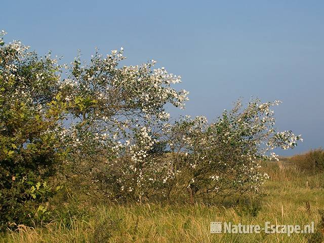 Witte abelen in de duinen NHD Castricum 2