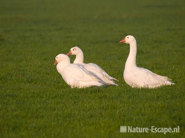 Witte ganzen Zwmp1