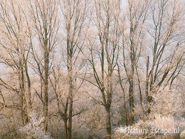 Berijpte bomen, rijp, bij Kruisberg NHD Heemskerk 1 311208