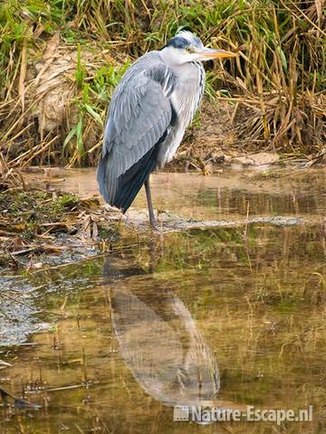 Blauwe reiger AWD1 030109