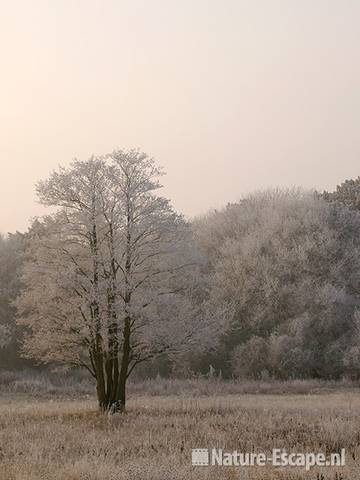 Bomen met rijp in winterlicht Kruisberg NHD Heemskerk 1 311208