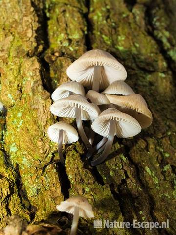 Bundelmycena, onderzijde NPZK MHD3 221208