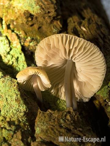 Bundelmycena, onderzijde NPZK MHD4 221208