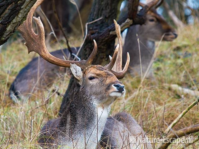 Damhert, bok, detail kop AWD2 240109