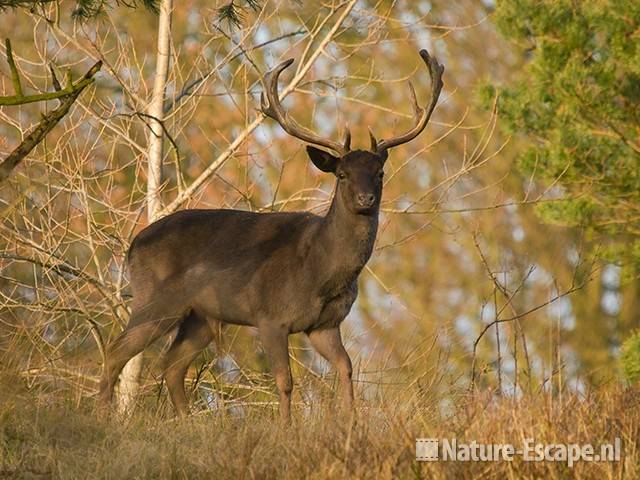 Damhert, bok, donkere vorm AWD1 240901