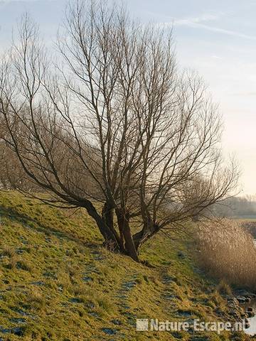 Knotwilg, oude gescheurde boom Vuurlinie Wijkermeerpolder 1 110109