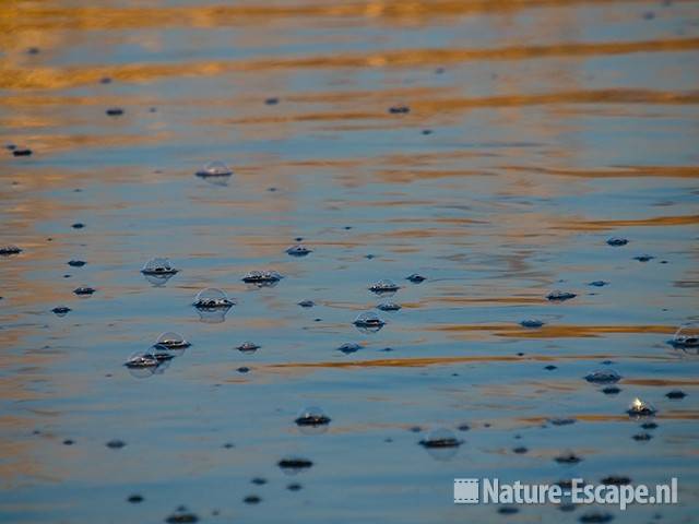 Luchtbellen op water bij waterbel NHD Castricum 1 301208