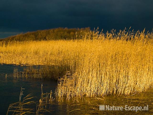 Riet in winterlicht NHD Castricum 8 121208