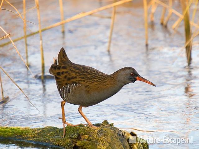 Waterral Hijm NHD Castricum 1 271208