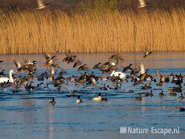 Watervogels, opvliegend Hijm NHD Castricum 2 301208