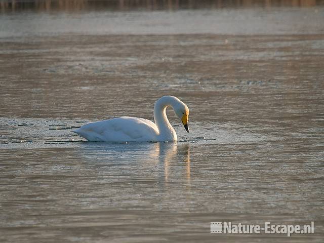 Wilde zwaan in wak Hijm NHD Castricum 3 301208