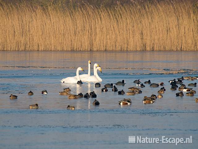 Wilde zwanen tussen watervogels Hijm NHD Castricum 1 301208