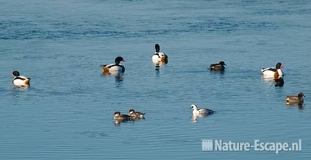 Bergeenden, wintertalingen en nonnetjes Vogelmeer NPZK1 140209