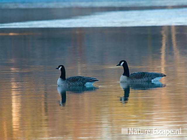 Canadese ganzen in ochtendlicht Oosterplas NPZK1 140209