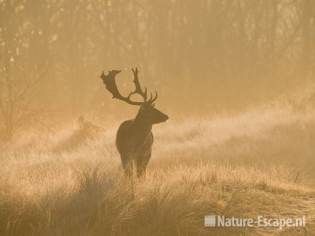 Damhert, bok in tegenlicht AWD1 070309