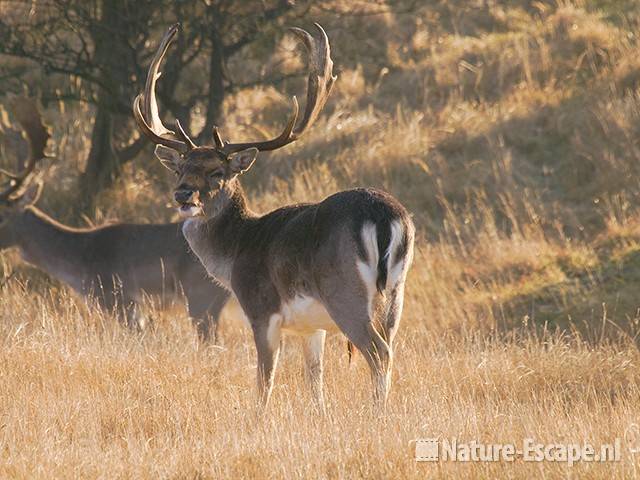 Damhert, bok, kauwend AWD1 070309