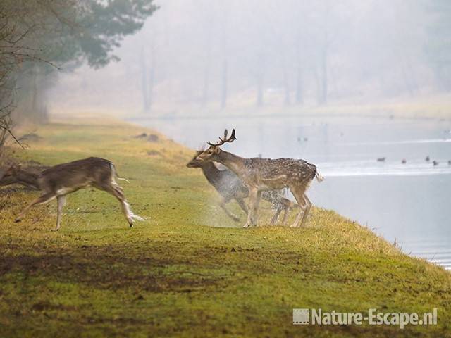 Damhert, water afschuddend na zwemmen AWD1 280209