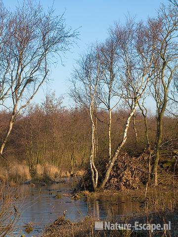 Doorkijkje op berken Zww1 310109