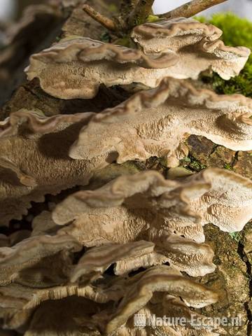 Elfenbankjes, onderzijde op zomereik AWD1 280209