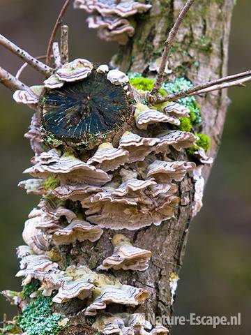 Elfenbankjes op zomereik AWD2 280209