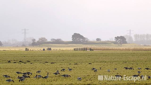Grauwe ganzen met fort Krommeniedijk op achtergrond Zwmp1 080209