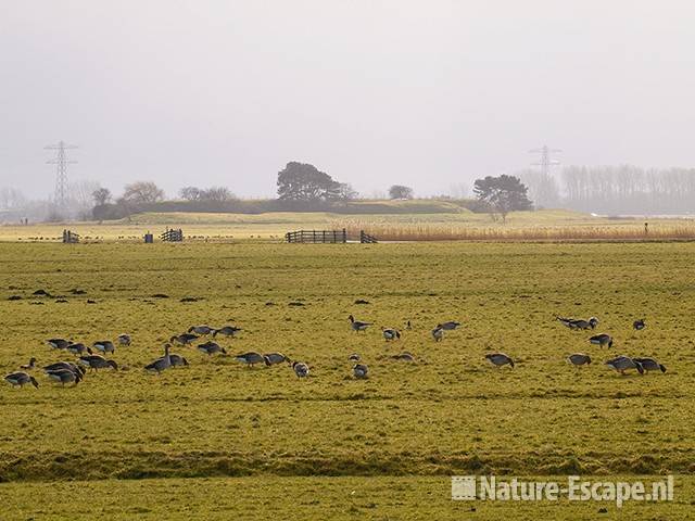 Grauwe ganzen met fort Krommeniedijk op achtergrond Zwmp2 080209