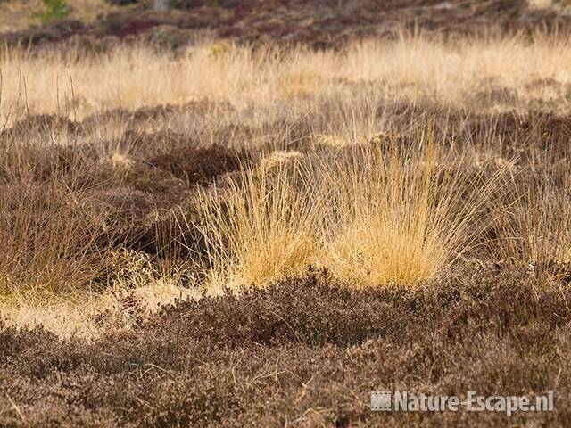 Heide en pijpenstrootjes, winterbeeld SBB Schoorl 2 180209