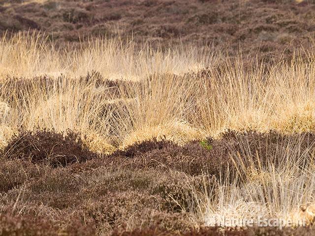 Heide en pijpenstrootjes, winterbeeld SBB Schoorl 4 180209