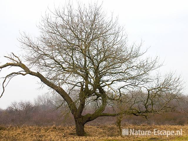 Populier, oude, grillige boom AWD1 280209