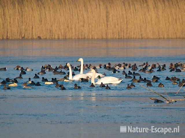 Wilde zwanen, knobbelzwwan en watervogels Hijm NHD Castricum4 301208