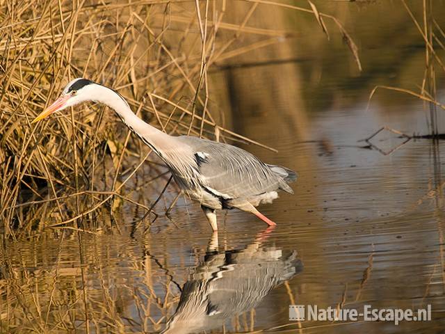 Blauwe reiger, jagend, Landje van Gruijters Spaarndam 1 210309