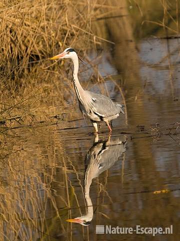 Blauwe reiger, Landje van Gruijters Spaarndam 2 210309