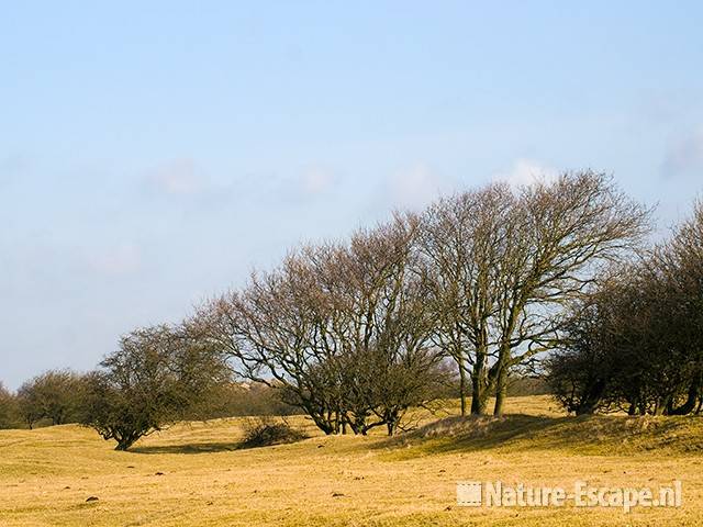 Bomen, gevormd door de wind, Grote Vlak AWD1 070309