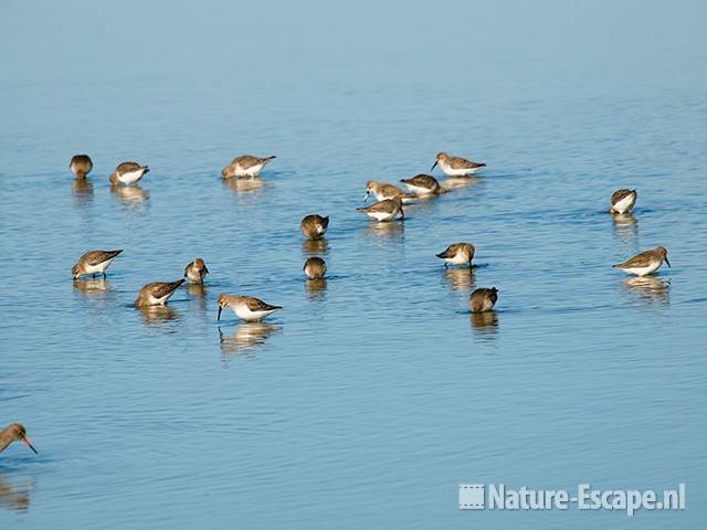 Bonte strandlopers, observataiehut Ral, Piaam 1 200309