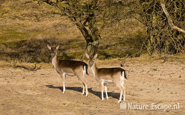 Damherten op het Grote Vlak AWD1 070309