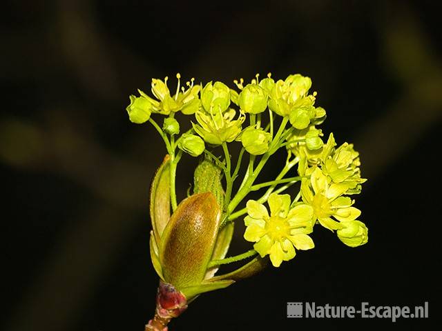 Gewone esdoorn, bloemen NHD Heemskerk 2 110409