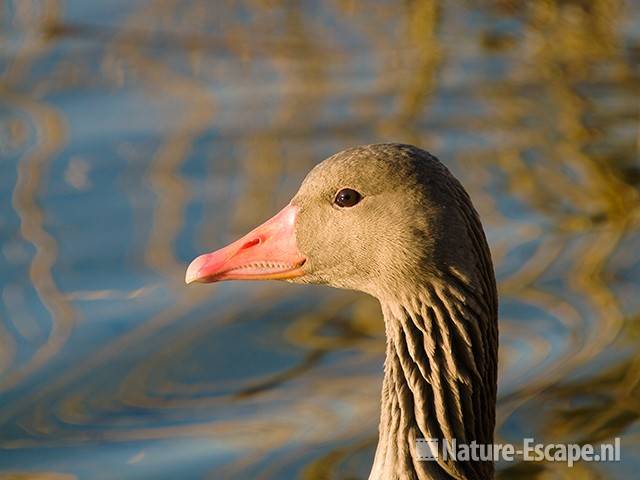 Grauwe gans, detail kop Hijm NHD Castricum 4 180309