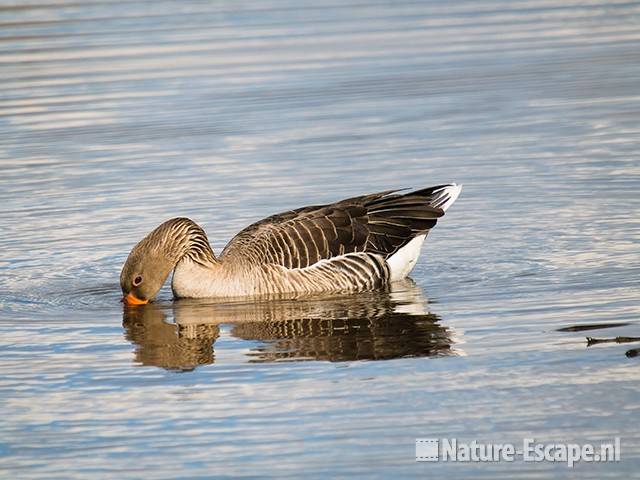 Grauwe gans, drinkend in sloot Zwmp1 290309