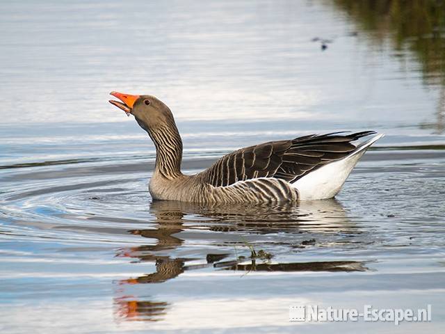 Grauwe gans, drinkend in sloot Zwmp2 290309