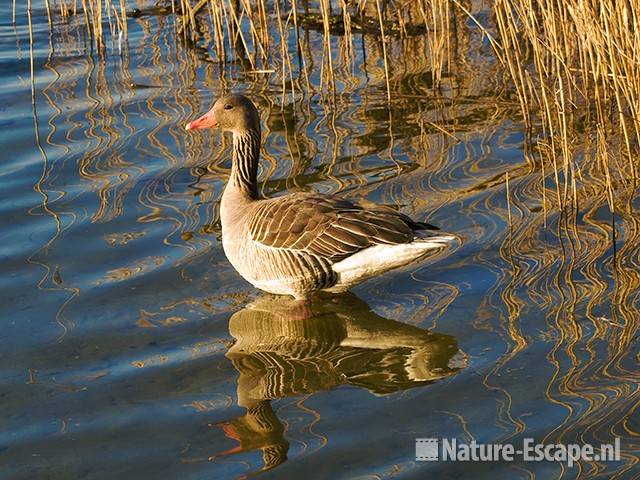 Grauwe gans staand in water, reflectie riet Hijm NHD Castricum1 180309