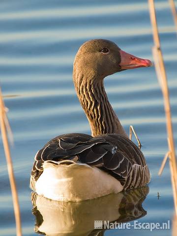 Grauwe gans tussen riet Hijm NHD Castricum 1 180309