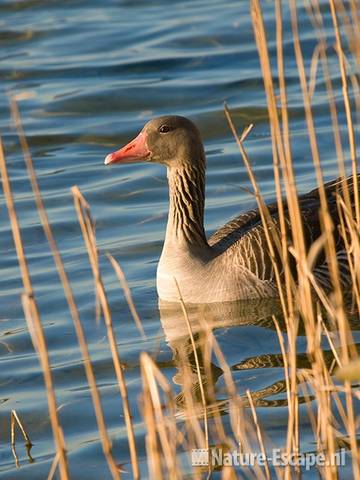 Grauwe gans tussen riet Hijm NHD Castricum 2 180309