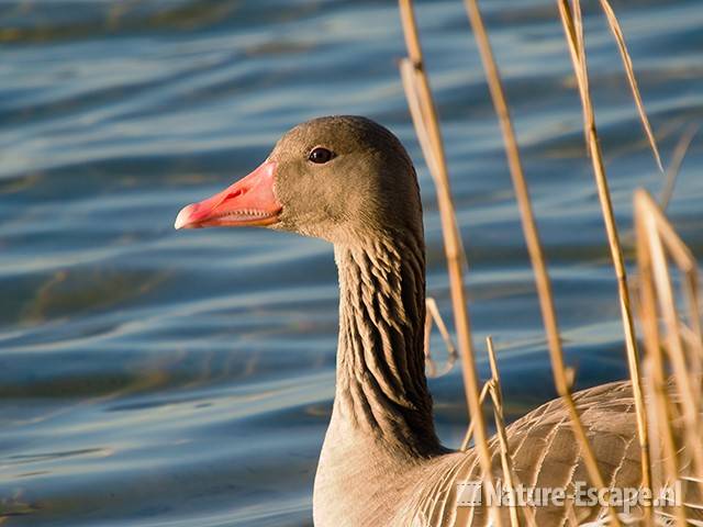 Grauwe gans tussen riet Hijm NHD Castricum 3 180309