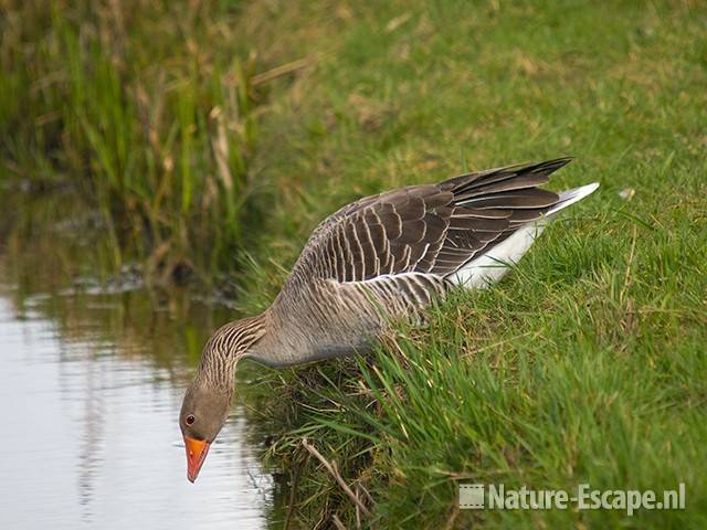 Grauwe gans, voor duik in sloot, Zwmp1 290309