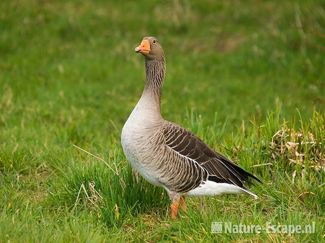 Grauwe gans Zwmp1 290309