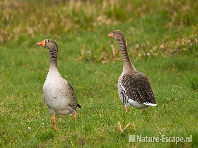 Grauwe ganzen, pas de deux, Zwmp2 290309