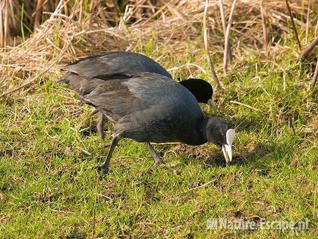 Meerkoeten, foeragerend, Aagtendijk 1 050409