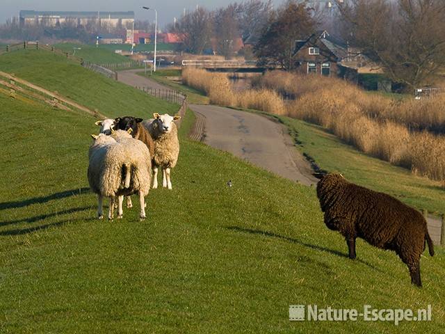 Schapen op dijk bij Piaam 1 200309